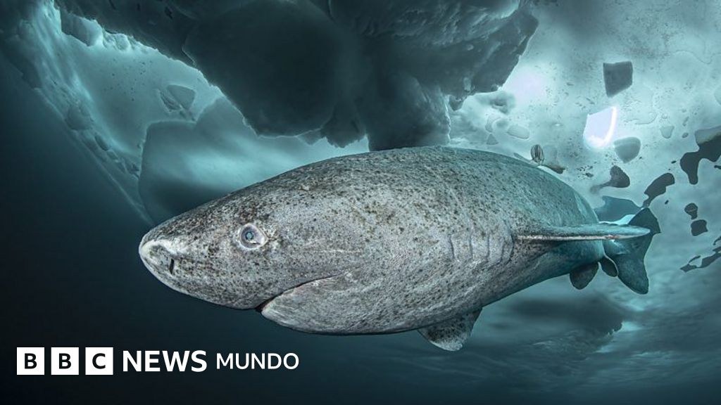 "Nos quedamos maravillados": lo que un tiburón que vive 400 años nos puede enseñar sobre la longevidad