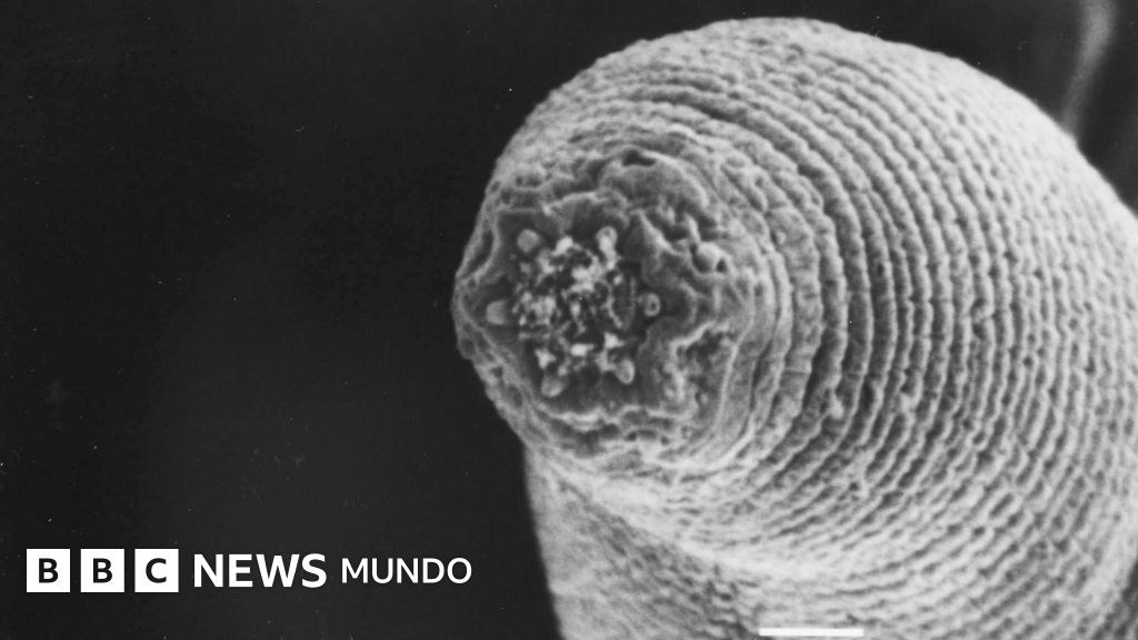 El "gusano del diablo" que acecha en las profundidades de la Tierra (y el misterio de cómo llegó allí)