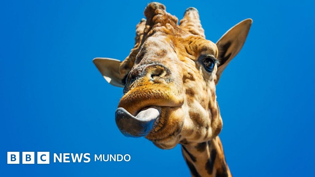 Cómo la lengua hizo posible que los animales salieran del mar y vivieran en la tierra