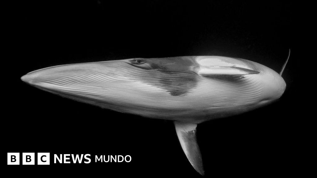 El emocionante momento en el que una ballena y yo nos miramos a los ojos