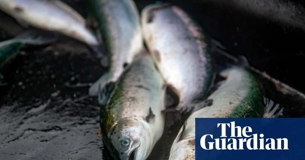 Lack of inspections at fish slaughterhouses a ‘disgrace’, says Animal Equality UK